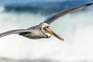 California Brown Pelican Flying in Front of a Big Wave in La Jolla, Pelecanus occidentalis californicus, Pelecanus occidentalis