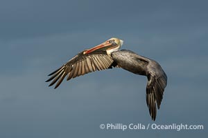 California Brown Pelican Flying In Front of Gray Storm Clouds, adult winter non-breeding plumage, Pelecanus occidentalis, Pelecanus occidentalis californicus, La Jolla