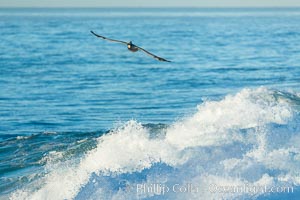 California Brown Pelican flying over a breaking wave, La Jolla