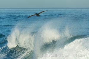 California Brown Pelican flying over a breaking wave, Pelecanus occidentalis, Pelecanus occidentalis californicus, La Jolla