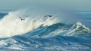 California Brown Pelican flying over a breaking wave