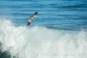 California Brown Pelican flying over a breaking wave, Pelecanus occidentalis, Pelecanus occidentalis californicus, La Jolla