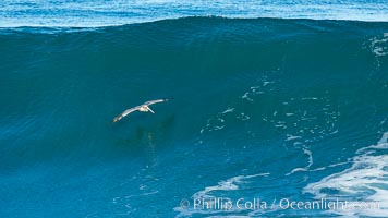 California Brown Pelican flying over a breaking wave, Pelecanus occidentalis, Pelecanus occidentalis californicus, La Jolla