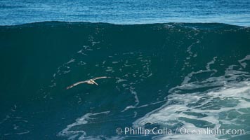 California Brown Pelican flying over a breaking wave, La Jolla