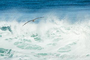 California Brown Pelican flying over a breaking wave, La Jolla