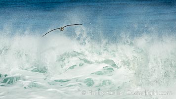 California Brown Pelican flying over a breaking wave