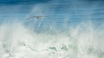 California Brown Pelican flying over a breaking wave, La Jolla