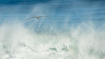 California Brown Pelican flying over a breaking wave, La Jolla