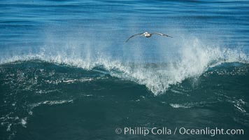 California Brown Pelican flying over a breaking wave, La Jolla