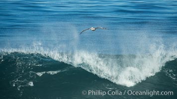 California Brown Pelican flying over a breaking wave