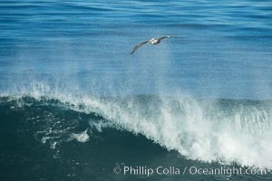 California Brown Pelican flying over a breaking wave, La Jolla