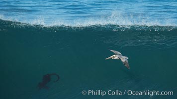 California Brown Pelican flying over a breaking wave, La Jolla