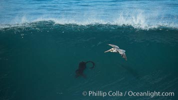 California Brown Pelican flying over a breaking wave