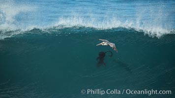 California Brown Pelican flying over a breaking wave, La Jolla