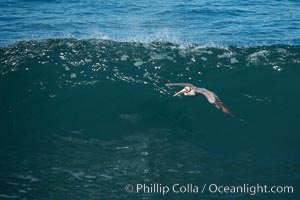 California Brown Pelican flying over a breaking wave, Pelecanus occidentalis, Pelecanus occidentalis californicus, La Jolla