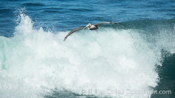 California Brown Pelican flying over a breaking wave, Pelecanus occidentalis, Pelecanus occidentalis californicus, La Jolla