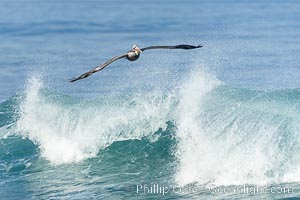 California Brown Pelican flying over a breaking wave, Pelecanus occidentalis, Pelecanus occidentalis californicus, La Jolla