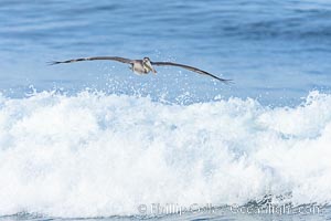 California Brown Pelican flying over a breaking wave, Pelecanus occidentalis, Pelecanus occidentalis californicus, La Jolla