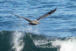 California Brown Pelican flying over a breaking wave, Pelecanus occidentalis, Pelecanus occidentalis californicus, La Jolla