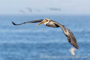 California Brown Pelican Flying over the Ocean, wings outstretch, with a few other pelicans in the background, Pelecanus occidentalis, Pelecanus occidentalis californicus, La Jolla