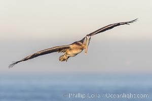 Juvenile California Brown Pelican Flying over the Ocean, early morning light just after sunrise, Pelecanus occidentalis, Pelecanus occidentalis californicus, La Jolla