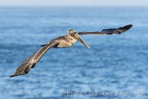 California Brown Pelican glides over the ocean in La Jolla, Pelecanus occidentalis, Pelecanus occidentalis californicus