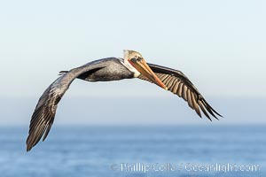 California Brown Pelican Flying over the Ocean, its wings can span over 7', Pelecanus occidentalis, Pelecanus occidentalis californicus, La Jolla