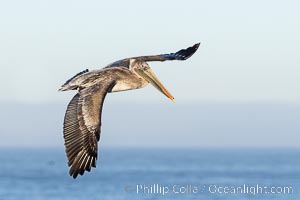 California Brown Pelican Flying over the Ocean, its wings can span over 7', Pelecanus occidentalis, Pelecanus occidentalis californicus, La Jolla