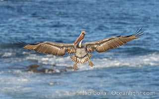 California Brown Pelican Flying over the Ocean, its wings can span over 7', Pelecanus occidentalis, Pelecanus occidentalis californicus, La Jolla