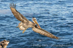 California Brown Pelican wings spread wide and it turns and glides over the Pacific Ocean, Pelecanus occidentalis, Pelecanus occidentalis californicus, La Jolla