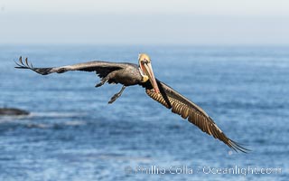 California Brown Pelican Flying over the Ocean, its wings can span over 7', Pelecanus occidentalis, Pelecanus occidentalis californicus, La Jolla