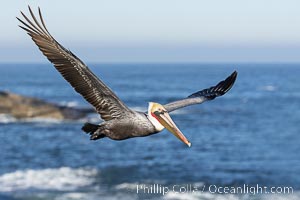 California Brown Pelican Flying over the Ocean, its wings can span over 7', Pelecanus occidentalis, Pelecanus occidentalis californicus, La Jolla