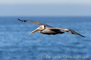 California Brown Pelican Flying over the Ocean, its wings can span over 7', Pelecanus occidentalis, Pelecanus occidentalis californicus, La Jolla