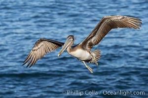 California Brown Pelican Flying over the Ocean, its wings can span over 7', Pelecanus occidentalis, Pelecanus occidentalis californicus, La Jolla