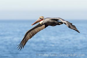 California Brown Pelican Flying over the Ocean, its wings can span over 7', Pelecanus occidentalis, Pelecanus occidentalis californicus, La Jolla