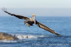 California Brown Pelican Flying over the Ocean, its wings can span over 7', Pelecanus occidentalis, Pelecanus occidentalis californicus, La Jolla