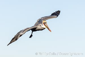 California Brown Pelican Flying over the Ocean, its wings can span over 7', Pelecanus occidentalis, Pelecanus occidentalis californicus, La Jolla