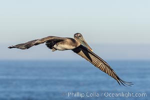 California Brown Pelican Flying over the Ocean, its wings can span over 7', Pelecanus occidentalis, Pelecanus occidentalis californicus, La Jolla