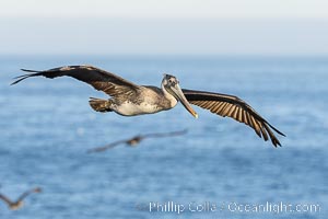 California Brown Pelican Flying over the Ocean, its wings can span over 7', Pelecanus occidentalis, Pelecanus occidentalis californicus, La Jolla