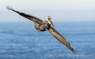 California Brown Pelican Flying over the Ocean, its wings can span over 7', Pelecanus occidentalis, Pelecanus occidentalis californicus, La Jolla