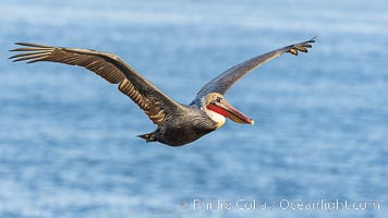 California Brown Pelican Flying over the Ocean, its wings can span over 7', Pelecanus occidentalis, Pelecanus occidentalis californicus, La Jolla