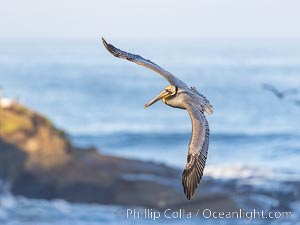 California Brown Pelican Flying over the Ocean, its wings can span over 7', Pelecanus occidentalis, Pelecanus occidentalis californicus, La Jolla