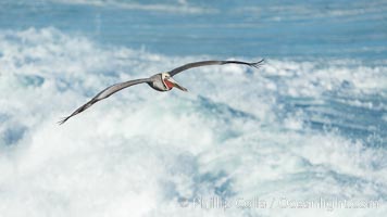 California Brown Pelican flying over sea foam and waves, La Jolla