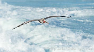 California Brown Pelican flying over sea foam and waves