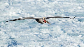 California Brown Pelican flying over sea foam and waves, La Jolla