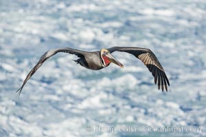 California Brown Pelican flying over sea foam and waves, Pelecanus occidentalis, Pelecanus occidentalis californicus, La Jolla
