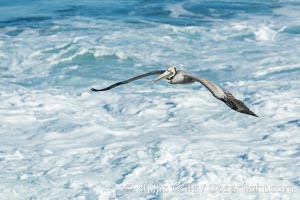 California Brown Pelican flying over sea foam and waves, La Jolla