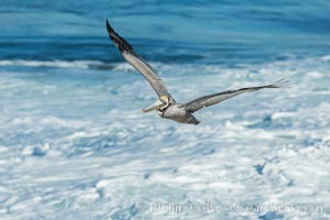 California Brown Pelican flying over sea foam and waves, La Jolla