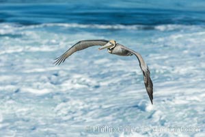 California Brown Pelican flying over sea foam and waves, Pelecanus occidentalis, Pelecanus occidentalis californicus, La Jolla