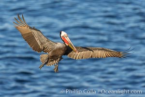 California brown pelican in flight, spreading wings wide to slow in anticipation of landing on seacliffs. La Jolla, USA, Pelecanus occidentalis, Pelecanus occidentalis californicus, natural history stock photograph, photo id 37798